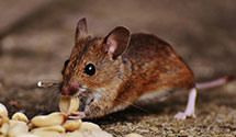 drone-based-pest-surveillance Experts in South Ashfield